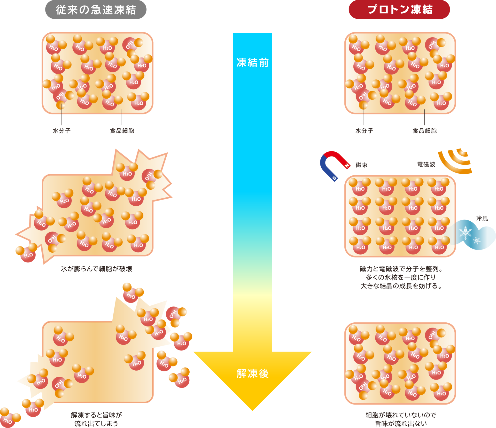 プロトン凍結について - 朋水産